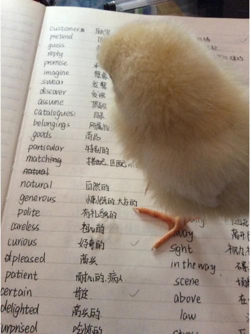 小鸡成长记英文怎么写